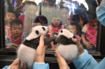  2016动物保育日──大熊猫宝宝百日庆  - 新闻局