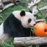  大熊猫“心心”将再与公众见面  - 新闻局
