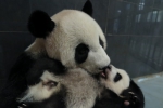 大熊猫“心心”将再与公众见面  - 新闻局