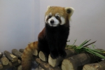  成都大熊猫繁育研究基地赠澳小熊猫顺利抵澳  - 新闻局