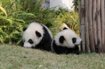  大熊猫“开心家族”新春期间与公众见面  - 新闻局