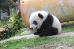  大熊猫“开心家族”新春期间与公众见面  - 新闻局