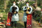  大熊猫“开心家族”与大众共度新春佳节  - 新闻局