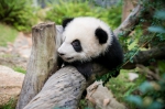  大熊猫“开心家族”与大众共度新春佳节  - 新闻局