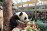  大熊猫宝宝“健健”“康康”逢周日下午与公众见面  - 新闻局