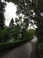  松山市政公园及大潭山环山径分别发生断枝及大石滑落　民署下午完成紧急清理工作  - 新闻局