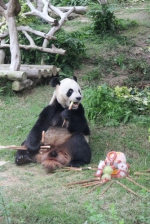  大熊猫“开心家族”平安度过风灾  - 新闻局