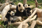  大熊猫“开心家族”平安度过风灾  - 新闻局