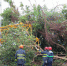  民政总署清理颱风期间塌树及垃圾  - 新闻局
